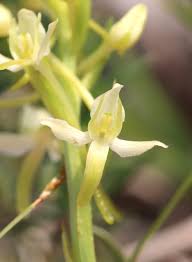 Attēlu rezultāti vaicājumam “Platanthera bifolia flower”