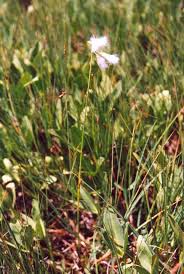 Attēlu rezultāti vaicājumam “Eriophorum gracile fruit”