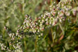 Attēlu rezultāti vaicājumam “Artemisia campestris bud”
