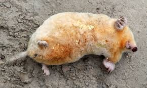 Attēlu rezultāti vaicājumam “Talpa europaea”