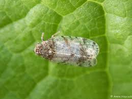 Attēlu rezultāti vaicājumam “Javesella pellucida female”