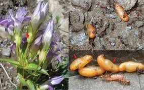 Attēlu rezultāti vaicājumam “Maculinea alcon eggs”