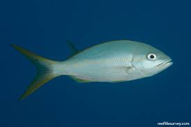 Image result for Ocyurus chrysurus