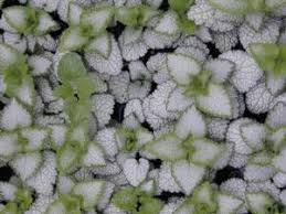 Attēlu rezultāti vaicājumam “Lamium maculatum leaf”