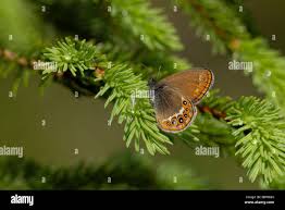 Attēlu rezultāti vaicājumam “Coenonympha hero underside”