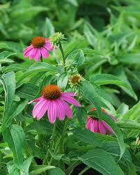 Image result for Echinacea purpurea