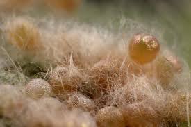 Attēlu rezultāti vaicājumam “Trichoptera egg mass”