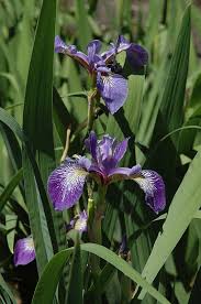 Attēlu rezultāti vaicājumam “Iris sibirica leaf”