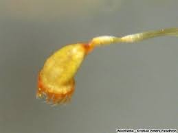 Attēlu rezultāti vaicājumam “Campylopus pyriformis”