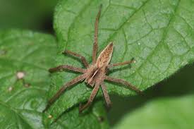 Attēlu rezultāti vaicājumam “Pisaura mirabilis”