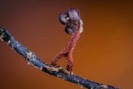 Attēlu rezultāti vaicājumam “Metatrichia floriformis spores”