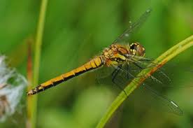 Attēlu rezultāti vaicājumam “Sympetrum danae”