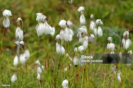 Attēlu rezultāti vaicājumam “Eriophorum angustifolium”