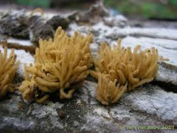 Attēlu rezultāti vaicājumam “Heterotrichia obvelata (syn. Arcyria obvelata) macro”