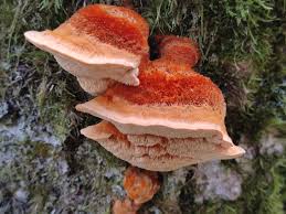 Attēlu rezultāti vaicājumam “Pycnoporellus fulgens”