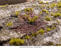 Attēlu rezultāti vaicājumam “Frullania tamarisci macro”