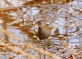 Image result for Porzana parva