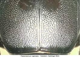 Attēlu rezultāti vaicājumam “Hypocaccus rugiceps”