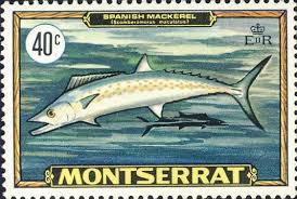 Image result for Scomberomorus maculatus