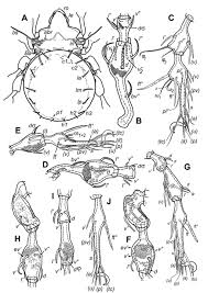 Attēlu rezultāti vaicājumam “Belbodamaeus sp.”