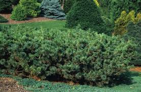 Attēlu rezultāti vaicājumam “Pinus pumila”