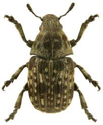 Attēlu rezultāti vaicājumam “Anthribus nebulosus”