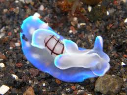 Attēlu rezultāti vaicājumam “Meloe sp. imago”