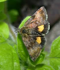 Attēlu rezultāti vaicājumam “Panemeria tenebrata”