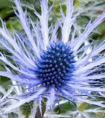 Attēlu rezultāti vaicājumam “Eryngium planum flower”