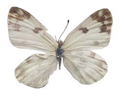 Attēlu rezultāti vaicājumam “Pontia edusa underside”