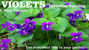 Image result for Viola odorata