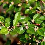 Attēlu rezultāti vaicājumam “Cotoneaster divaricatus”