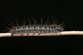 Attēlu rezultāti vaicājumam “Eriogaster lanestris”