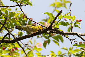 Image result for Dendroica tigrina