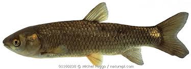 Image result for Ctenopharyngodon idella