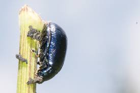 Attēlu rezultāti vaicājumam “Linaeidea aenea”