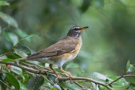 Image result for Turdus obscurus