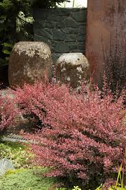 Attēlu rezultāti vaicājumam “Berberis thunbergii flower”