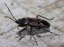 Image result for Rhyparochromus