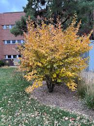 Attēlu rezultāti vaicājumam “Hamamelis”