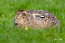 Attēlu rezultāti vaicājumam “Lepus europaeus adult”
