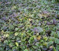 Image result for Ajuga reptans