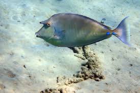 Image result for Naso unicornis