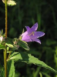 Attēlu rezultāti vaicājumam “Campanula trachelium leaf”