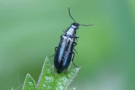 Attēlu rezultāti vaicājumam “Dasytes caeruleus”