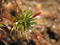 Attēlu rezultāti vaicājumam “Polytrichum piliferum”