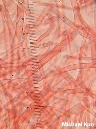 Attēlu rezultāti vaicājumam “Pycnoporellus alboluteus”