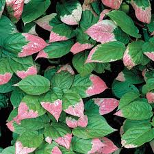 Attēlu rezultāti vaicājumam “Actinidia kolomikta”