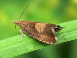 Attēlu rezultāti vaicājumam “Dichrorampha simpliciana”