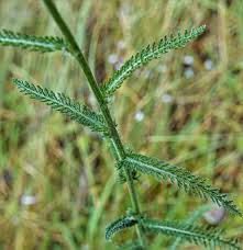 Attēlu rezultāti vaicājumam “Achillea millefolium leaf”